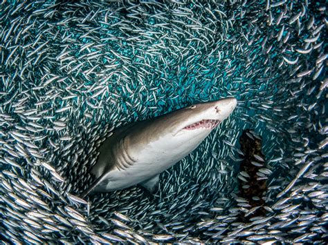 This Huge Sand Tiger Shark Ain’t Got No Time for Puny Fish | WIRED