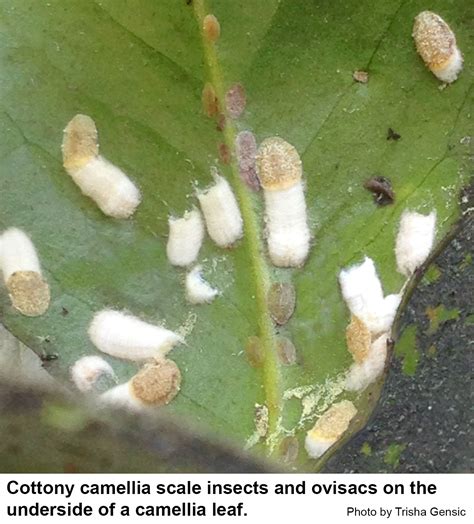 Cottony Camellia Scale Insect | NC State Extension Publications