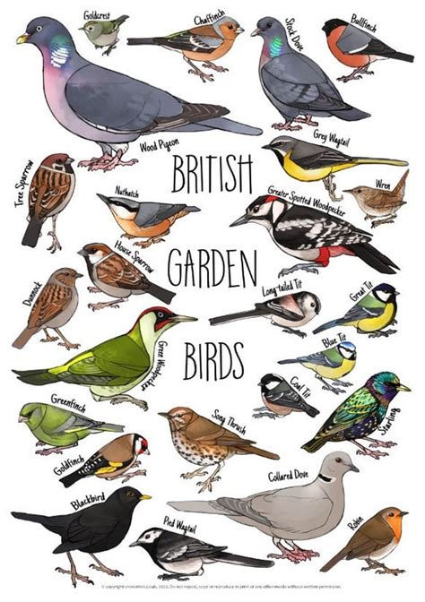 Bird Poster Wildbird Poster Identification Chart Garden Birds | ubicaciondepersonas.cdmx.gob.mx