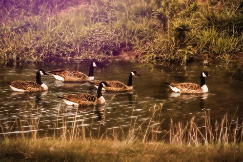 The Honkers 5 Photograph by Jim Love - Fine Art America