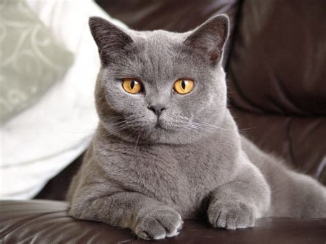 The Best Shorthair Cat Breeds