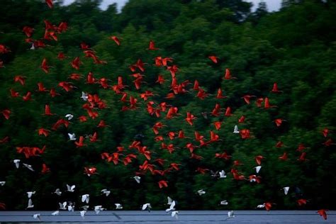 Caroni Swamp Bird Sanctuary Tour 2024 - Trinidad and Tobago