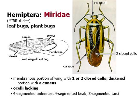 Order Hemiptera