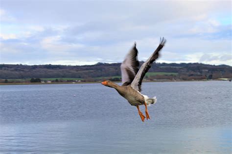 Farmoor Reservoir Walk Review - The Family Ticket