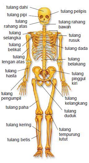 CERDAS BIOLOGI: 3 Fungsi Rangka Tubuh Manusia Dan Penjelasannya