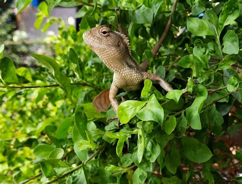 Garden lizard on plant - PixaHive