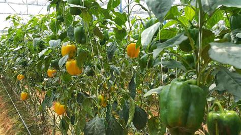 Capsicum Seed Germination, Time, Period (Bell Pepper) | Gardening Tips