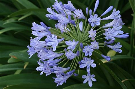 Agapanthus praecox complete care guide South Africa