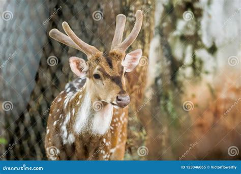 Animal: Chital Cheetal, Spotted Deer, Axis Deer is a Species of Deer Native To Indian ...