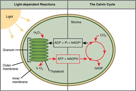 5.11C: The Two Parts of Photosynthesis - Biology LibreTexts