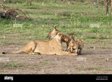 Lion cub playing with mum lioness hi-res stock photography and images ...