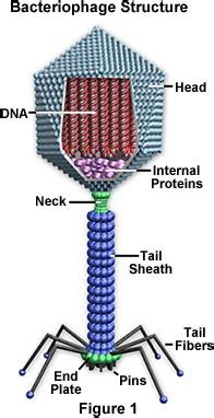 Molecular Expressions Cell Biology: Virus Structure