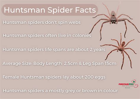 Do Spiders Avoid Humans at Jennifer Steinman blog