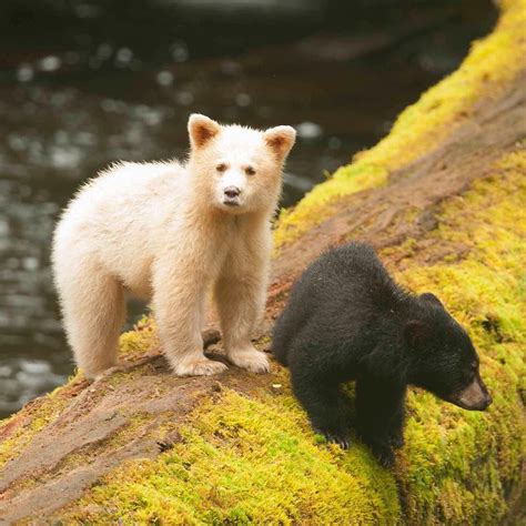 Bear cubs. The Kermode bear, also known as the "spirit bear", is a rare subspecies of the ...