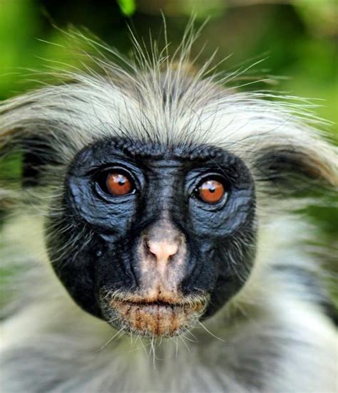 Colobus Monkey | African Wildlife Foundation