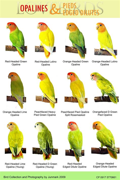 an image of different types of birds on a perch