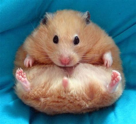 A 30 Cute and Adorable Hamster Photography Collection | Naldz Graphics | Cute animals, Cute ...