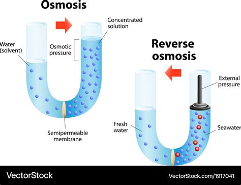 Osmosis and reverse osmosis Royalty Free Vector Image