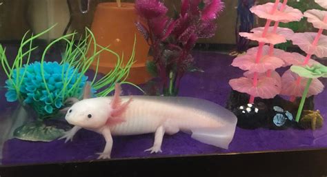 Axolotl Tank Mates - What Is Really Safe? | HubPages