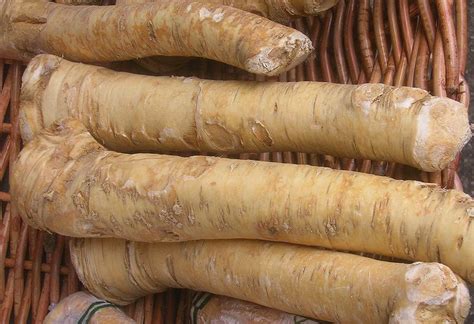 Horseradish root - Recipes Wiki