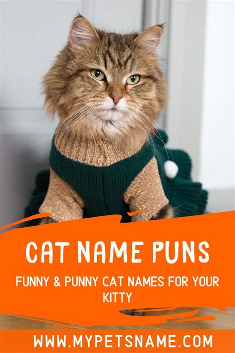 Cat Name Puns | Cat puns, Cat names, Funny cat names