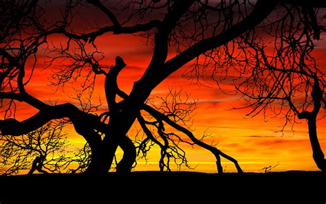 Tree Sunset Silhouette Free Stock Photo - Public Domain Pictures