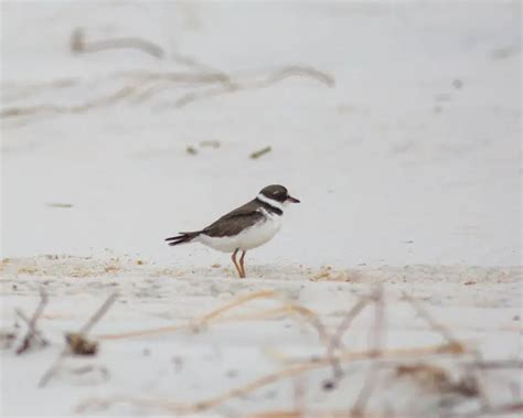 Semipalmated plover - Facts, Diet, Habitat & Pictures on Animalia.bio