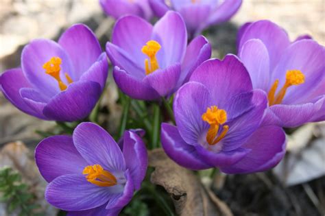 Inspirasi 50 Gambar Bunga Simple Dan Minimalis Gambar Bunga Tulip - IMAGESEE