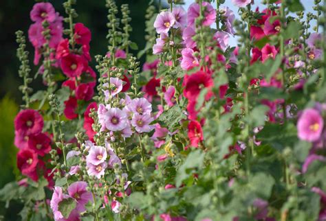 Hollyhock Mallow: Plant Care & Growing Guide