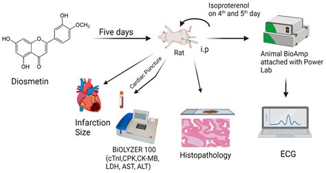 CIMB | Free Full-Text | Antioxidant Flavonoid Diosmetin Is Cardioprotective in a Rat Model of ...