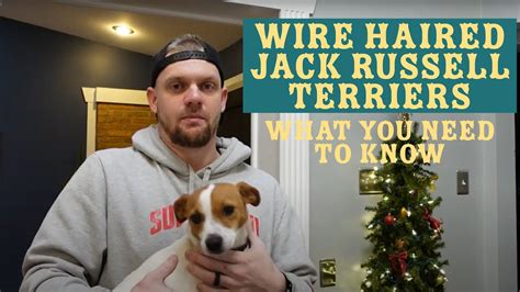 Wire Haired Jack Russell Terriers: What You Need To Know - YouTube