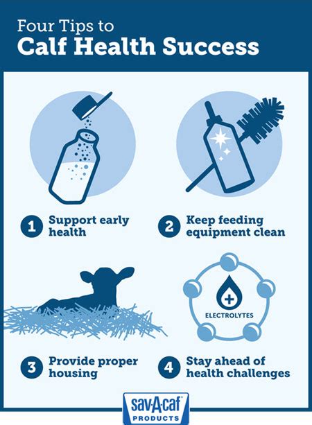 Four keys to calf health success