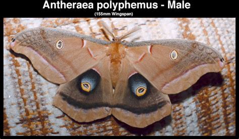 Polyphemus Moth Life Cycle