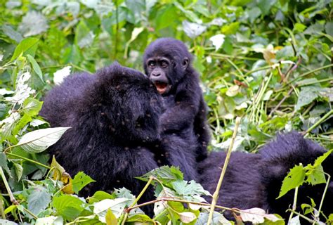 8 Days Virunga Gorilla Extravaganza | Virunga Safari Package