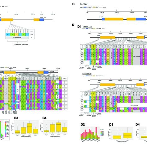 | Haplotype analysis, distribution in different maturity groups, and ...