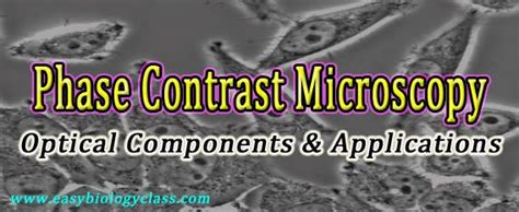 Applications of phase contrast microscope | Contrast, Principles ...