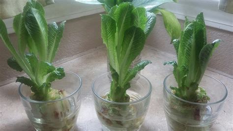 A Little Mommy Help: Regrowing Romaine Lettuce