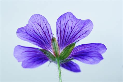 La violeta, una pequeña planta muy perfumada | Consumer