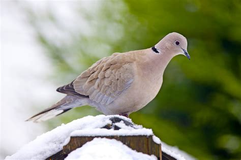 How to Identify a Eurasian Collared-Dove - Birds and Blooms