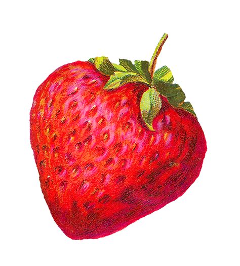 Antique Images: Digital Strawberry Clip Art Berry Fruit Illustration ...