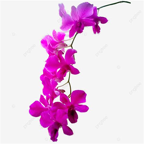 Pink Orchid PNG Image, Pink Orchid Flowers, Orchid, Flowers, Flower PNG ...