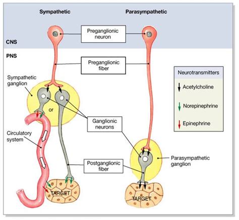 pns ganglion cells - جستجوی Google Limbic System, Endocrine System, Circulatory System, Cell ...