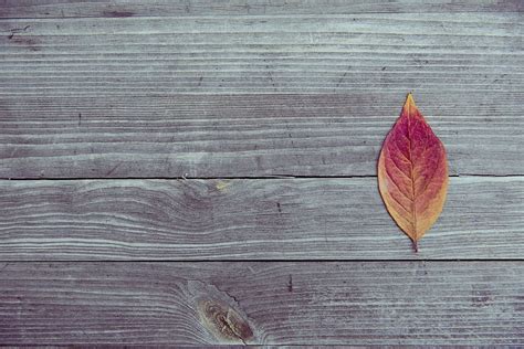 dry leaf, leaf, pattern, texture, wood, autumn, wood - Material, nature ...