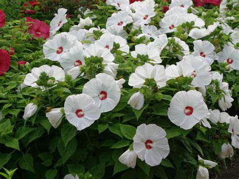 How to Grow and Care for Hibiscus | World of Flowering Plants