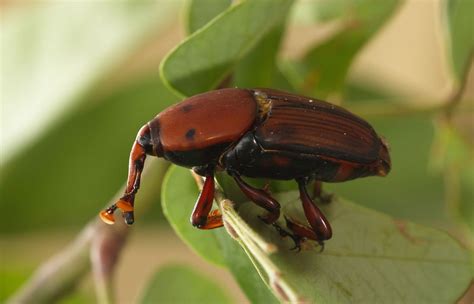 Red Palm Weevil: Pest or Protein? - BORGEN