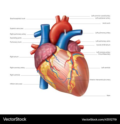 Subclavian Vein Heart