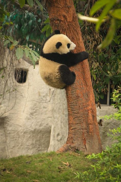 Baby panda climbing the tree in Chengdu Panda Base. #china #sichuan #travel | パンダ, 動物, 猫