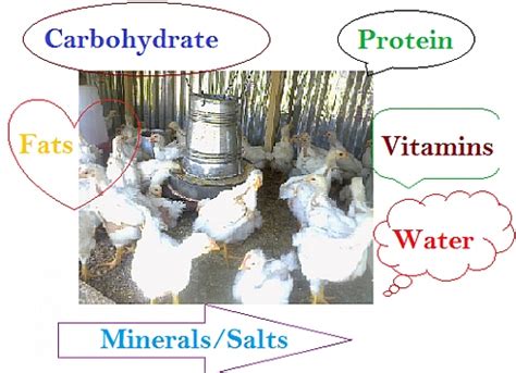 Poultry Feed Ingredients and Additives for composition of Feeds