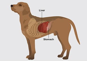 Can A Dog Recover From An Enlarged Liver