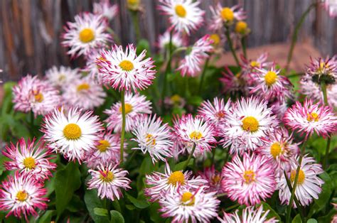 English Daisy: Plant Care & Growing Guide